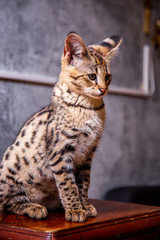 Savannah F1, hybryda Serval i Savannah.