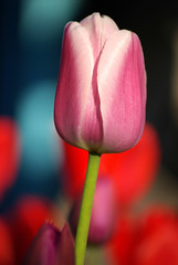 Piękny różowy tulipan zbliżenie