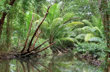 Piękne zielone lasy deszczowe w różnych miejscach na Seszelach