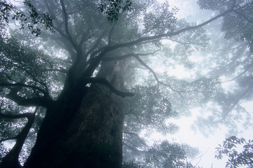Misty Hazing Yakushima Forest-Yakushima Forest