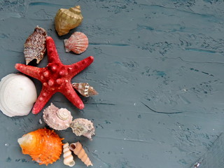 muszle, mięczaki, muszle, rozgwiazdy, niebieskie tło, morze, wakacje, skorupiaki