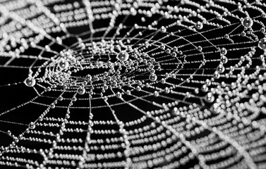 Artystyczna pajęczyna. Błyszczące krople rosy w czerni i bieli. Bokeh. Streszczenie mokra pajęczyna ze srebrnymi perłami z kropelek wody. Melancholijny szczegół pajęczyny w świetle księżyca w nocy. Delikatne naturalne piękno.