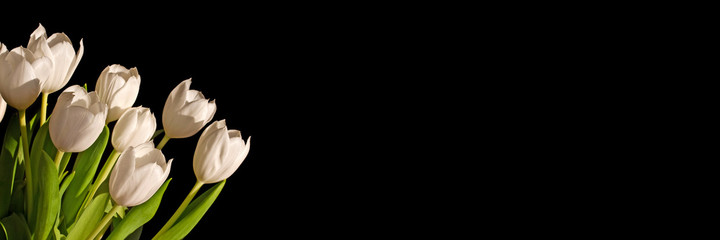Wiązka biali tulipany odizolowywający na czarnym panoramicznym tle z kopii przestrzenią