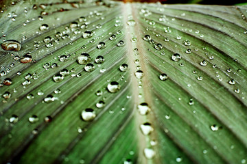 krople na zielonym liściu