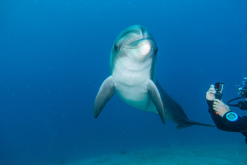 Pływanie delfinów w Morzu Czerwonym, Eilat Izrael