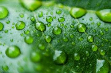 Woda na liściach po deszczu.