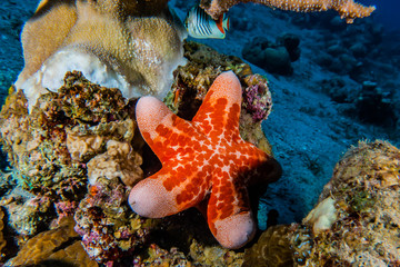 Rozgwiazda Na dnie Morza Czerwonego, eilat izrael