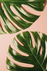 Duże liście monstery. Tropikalne tło w modnym stylu płaskiego layu w żywych kolorach holograficznych gradientu. Pop Art. Naturalne modne tło.