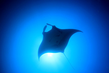 Manta Ray