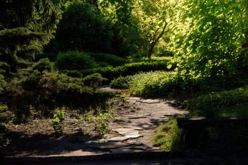 summer garden in sunlight
