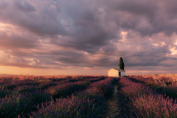 Pola lawendy we Francji