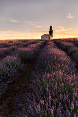 Pola lawendy we Francji