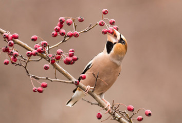 Grubodziób siedzi na patyku i je jagody