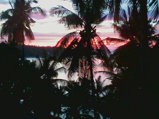 Sunset palm trees sea coconut palms