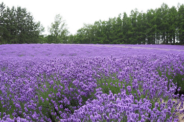 Lawendowe pole, Hokkaido, Japonia