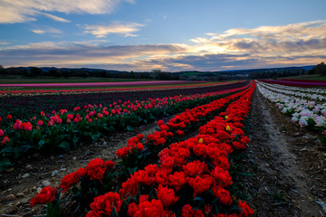 Pole tulipanów w Provence, Francja. Czerwone tulipany na pierwszym planie. Zachód słońca Niebo z chmurami.