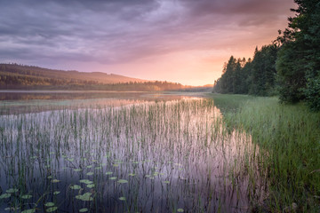 Żywy kolor słońca nad rzeką z zieloną roślinnością w Szwecji