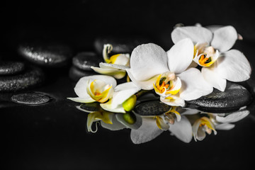 koncepcja spa biała orchidea (phalaenopsis) i czarne kamienie zen z kropli na wodzie z refleksji