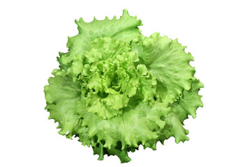 Piękna zielona główka sałaty doniczkowej. 