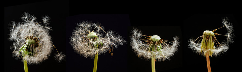 Dmuchawiec na czarnym tle