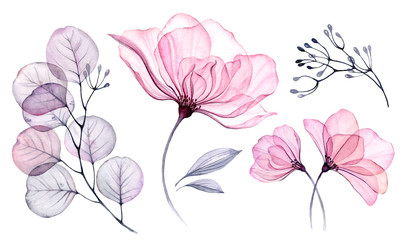 Transparent watercolor floral set bundle of roses, bellflower, buds, leaves, branches in pastel pink, grey, blue, violet, purple color vintage ornament, x-ray, wedding design, stationery print, frame 