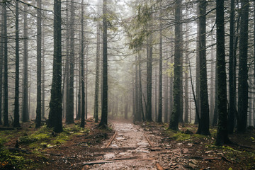 Leśna Droga we Mgle