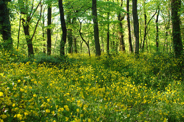 forest