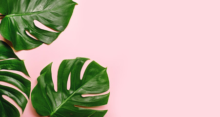 Monstera tropikalny pozostawia na różowym tle.