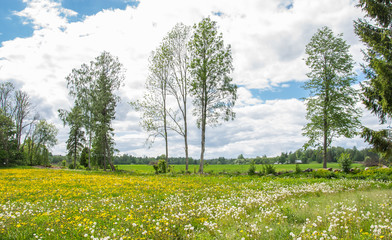 Trees against a background of white clouds and field with yellow dandelions.