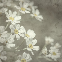 Stokrotki na starym papierze.