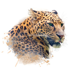 Portret lamparta. Akwarela ilustracja