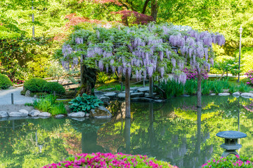 Drzewo bonsai nad jeziorem z kwiatami