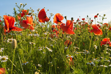 Red poppies and camomile on a rural field. Papaver. Matricaria chamomillia.