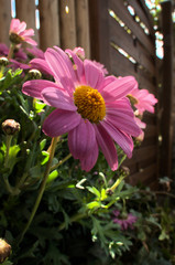 Garden Asters in Swiss village of Arbon
