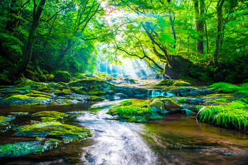Kikuchi dolina, siklawa i promień w lesie, Japonia