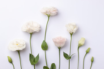 ROZKWITANIE KWIATKA UWIECZNIONE NA ZDJĘCIU