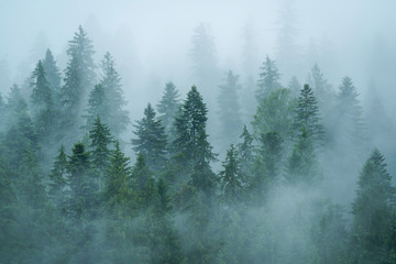 Zimny poranek w Ceahlau National Park, Rumunia
