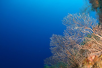 A scene shot of tropical coral reef with vast expanse of deep blue ocean in the background. The shot was taken in the Cayman Islandss