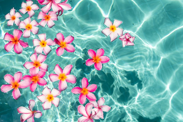 frangipani flower floating in clear blue water, with copy space.