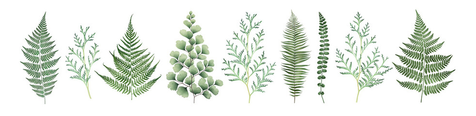 Duży zbiór elementów kwiatowych na białym tle. Akwarela ilustracja.