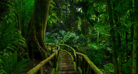 Lasy deszczowe Azji Południowo-Wschodniej z głęboką dżunglą