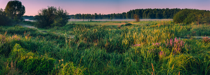Morning nature in sunlight and dew