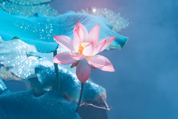 Kwiat lotosu i rośliny kwiatu lotosu