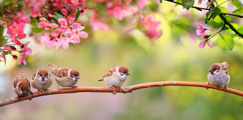small funny Sparrow Chicks sit in the garden surrounded by pink Apple blossoms on a Sunny may day