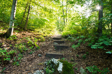 Stare schody w lesie.