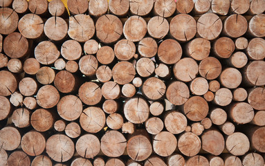 Kupie pnie kłód drewna na zimę