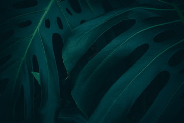 Tropikalny liścia tło, dżungla liścia ogród