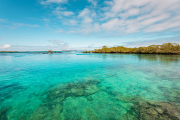 The blue lagoon of Concha de Perla with green mangrove forest on the Island of Isabela, Galapagos Islands, Ecuador, South America