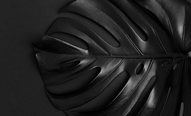 Bukiet z lśniących ciemnych, naturalnych liści monstery. Czarny piątek tropikalny transparent.