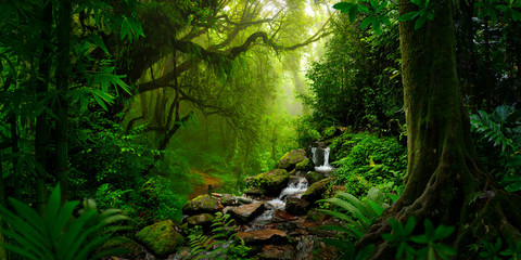 Las deszczowy Azji Południowo-Wschodniej z głęboką dżunglą